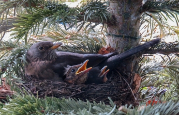 Amsel mit Nachwuchs in einem Nest