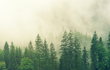 Ein Wald mit großen, grünen Nadelbäumen. Im Hintergrund Nebel.