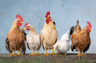 5 Hühner auf der Stange