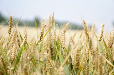 Nahaufnahme mehrer Getreide-Ähren auf dem Feld