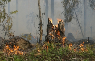 Ein abgebrochenener, brennender Baumstumpf ist im Vordergrund zu sehen, der Waldboden um ihn herum brennt auch. Im Hintergrund kann man zwischen starkem Rauch weitere Bäume erkennen.