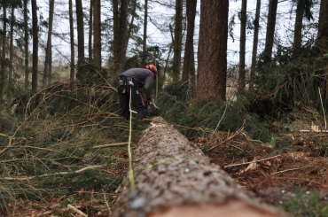 Abgefällter Baum und Arbeiter im Wald