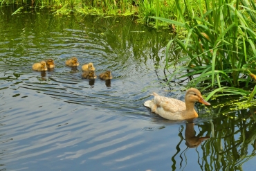 Ente mit Babyenten im Wasser