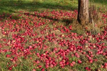 Äpfel liegen auf einer Wiese