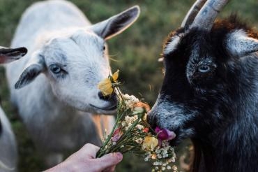 Zwei kleine Ziegen fressen einen Blumenstrauß, den ihnen eine Person hinhält.