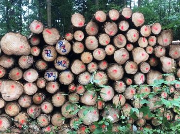 Holzaufnahme von Fichtenkäferholz