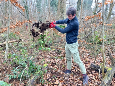 Ein Mensch im Wald gräbt eine Pflanze aus