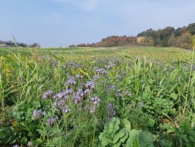 Grüne Blumenwiese vor blauem Himmel und im Hintergrund Wald