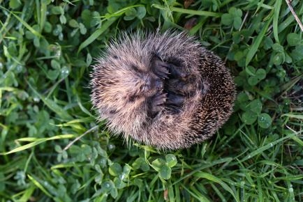 Symbolbild: zusammengerollter Igel auf grüner Wiese aus Vogelperspektive
