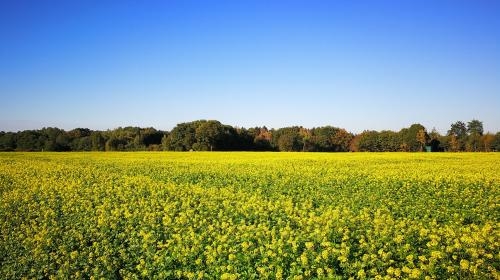 Feld mit gelben Blumen Feld