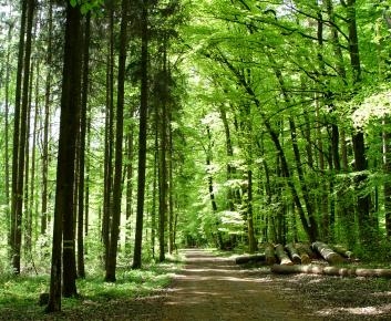 Waldweg