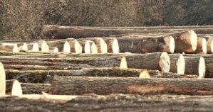 Lagerplatz Böhringen ©Kreisforstamt das Bild zeigt Wertholz auf dem Submissionsplatz in Böhringen